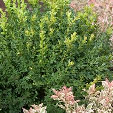 Attēlu rezultāti vaicājumam “Buxus sempervirens”
