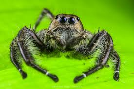 Attēlu rezultāti vaicājumam “Salticidae”