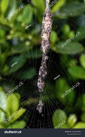 Attēlu rezultāti vaicājumam “Diderma cinereum macro”