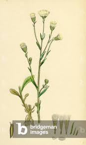 Attēlu rezultāti vaicājumam “Erigeron acris flower”