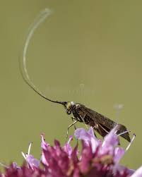 Attēlu rezultāti vaicājumam “Adelidae”