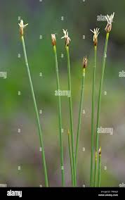 Attēlu rezultāti vaicājumam “Trichophorum cespitosum”