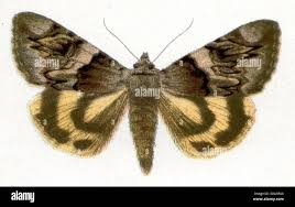 Attēlu rezultāti vaicājumam “Bupalus piniaria male”