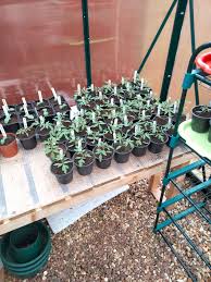 Image result for Flint Coleshill Bowls Club