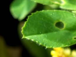 Attēlu rezultāti vaicājumam “Medicago lupulina leaf”