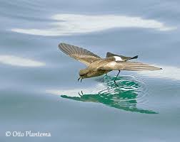 Image result for Oceanodroma castro