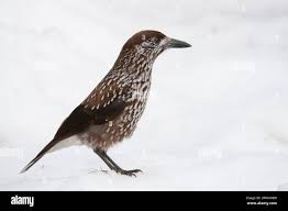 Attēlu rezultāti vaicājumam “Nucifraga caryocatactes adult”