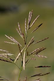 Attēlu rezultāti vaicājumam “Bromopsis inermis”