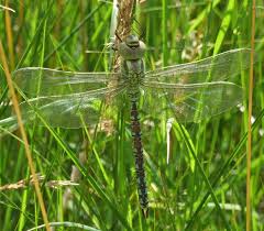 Attēlu rezultāti vaicājumam “Aeshna viridis”