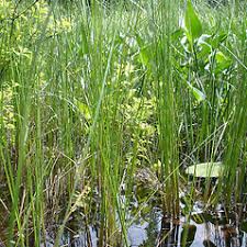 Attēlu rezultāti vaicājumam “Carex lasiocarpa female flower”