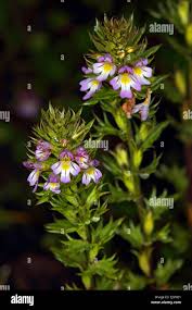 Image result for Euphrasia stricta
