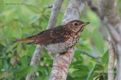 Image result for Catharus guttatus