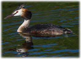 Attēlu rezultāti vaicājumam “Podiceps cristatus juvenile”