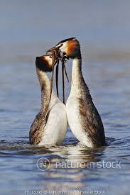 Attēlu rezultāti vaicājumam “Podiceps cristatus”