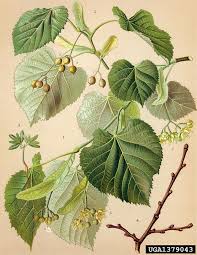Attēlu rezultāti vaicājumam “Tilia tomentosa leaf”