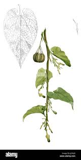 Attēlu rezultāti vaicājumam “Aristolochiaceae”