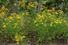 Image result for Hypericum perforatum