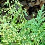 Image result for Artemisia gmelinii