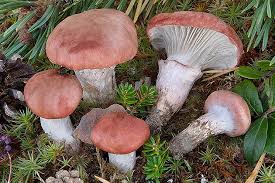 Attēlu rezultāti vaicājumam “Gomphidius roseus”