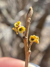 Attēlu rezultāti vaicājumam “Hamamelis japonica bud”
