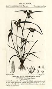 Attēlu rezultāti vaicājumam “Cyperus fuscus”