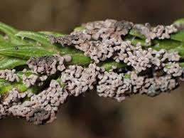 Attēlu rezultāti vaicājumam “Fuligo gyrosa macro”