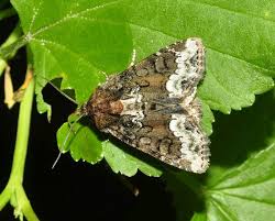 Attēlu rezultāti vaicājumam “Oligia sp.”