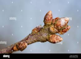 Attēlu rezultāti vaicājumam “Quercus robur bud”