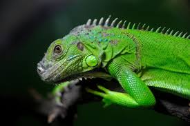 Attēlu rezultāti vaicājumam “Sauria”