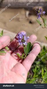 Attēlu rezultāti vaicājumam “Medicago x varia  flower”