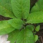 Attēlu rezultāti vaicājumam “Symphytum asperum”