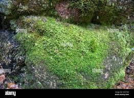 Attēlu rezultāti vaicājumam “Isothecium myosuroides”