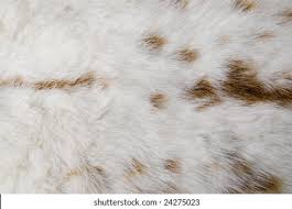 Image result for white rabbit skin texture
