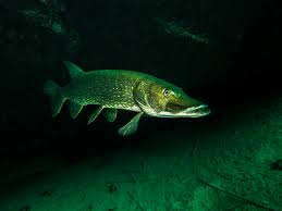 Image result for Esox lucius