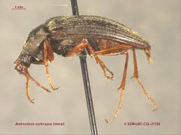 Attēlu rezultāti vaicājumam “Alleculidae”