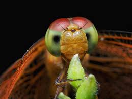 Attēlu rezultāti vaicājumam “Licea minima macro”