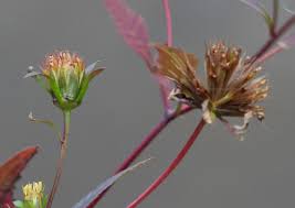 Attēlu rezultāti vaicājumam “Bidens frondosa”