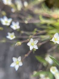 Attēlu rezultāti vaicājumam “Sagina nodosa leaf”
