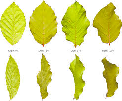 Attēlu rezultāti vaicājumam “Fagus sylvatica leaf”
