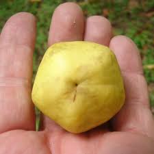 Attēlu rezultāti vaicājumam “Luzula campestris fruit”