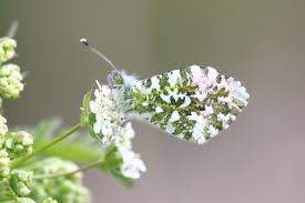 Attēlu rezultāti vaicājumam “Anthocharis cardamines underside”