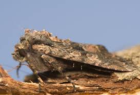 Attēlu rezultāti vaicājumam “Mniotype satura”