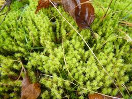 Attēlu rezultāti vaicājumam “Racomitrium canescens”