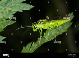 Attēlu rezultāti vaicājumam “Rhogogaster viridis”