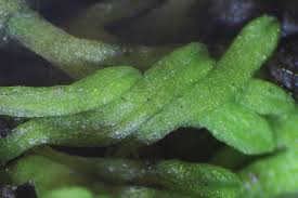 Attēlu rezultāti vaicājumam “Riccia canaliculata”