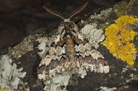 Attēlu rezultāti vaicājumam “Biston strataria”