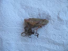 Attēlu rezultāti vaicājumam “Gordius aquaticus”