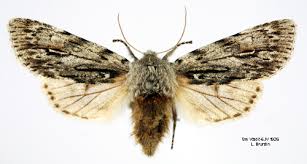 Attēlu rezultāti vaicājumam “Brachionycha nubeculosa”