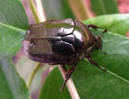 Attēlu rezultāti vaicājumam “Potosia cuprea imago”