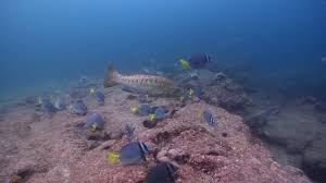 Image result for Mycteroperca olfax